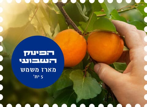 Asif-apricot-03