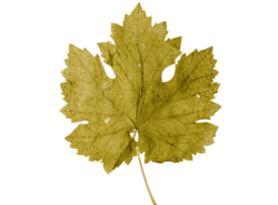 עלי גפן טרי