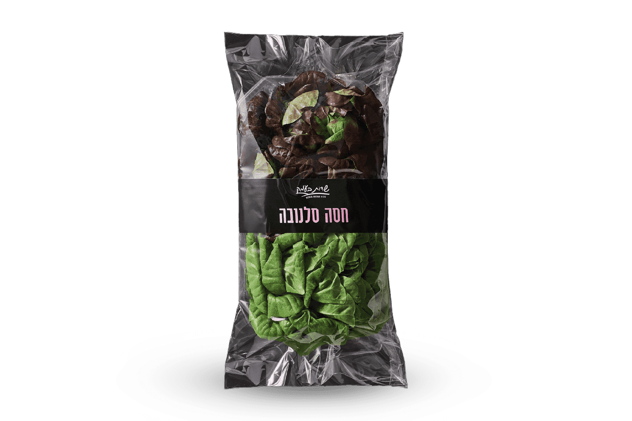 חסה סלנובה