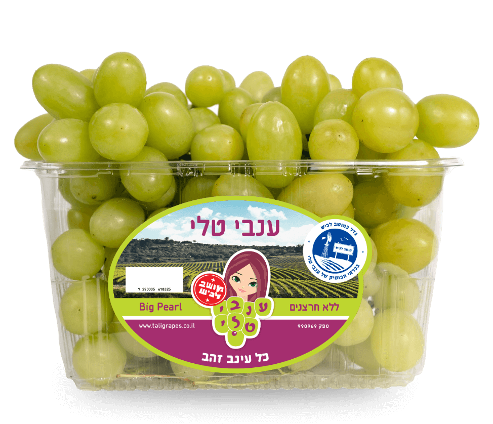 ענבי לכיש טלי ירוק ענבי לכיש טלי ירוק