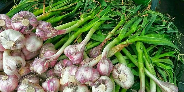 שום ירוק עם עלה שום ירוק עם עלה