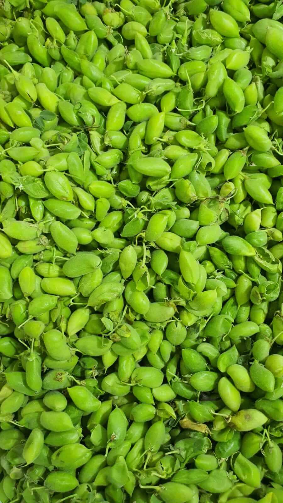 חומוס ירוק - חאמלה מלאן חומוס ירוק - חאמלה מלאן