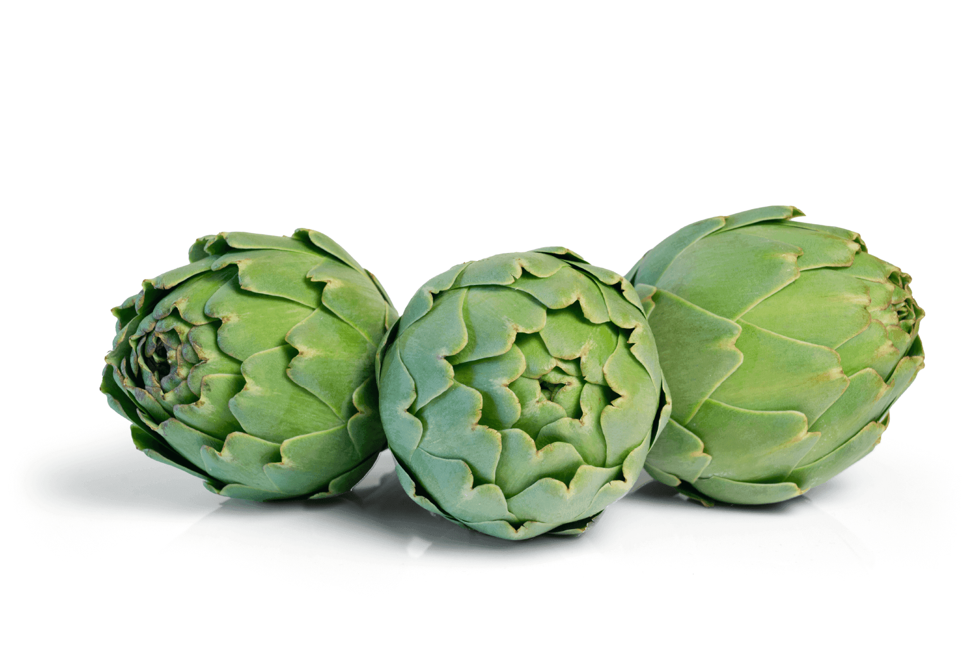 ארטישוק ארטישוק